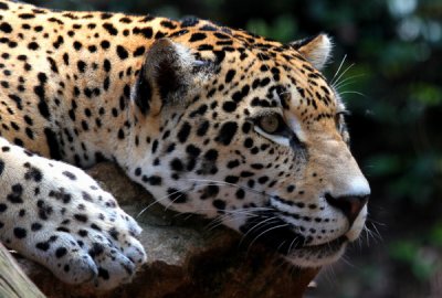 The Montgomery Zoo