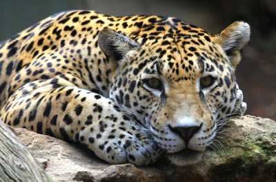 The Montgomery Zoo