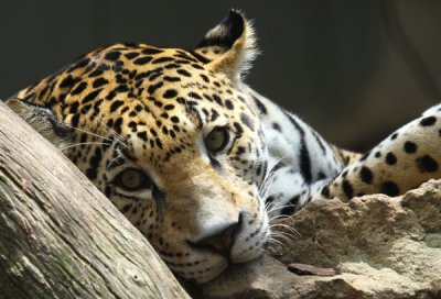 The Montgomery Zoo