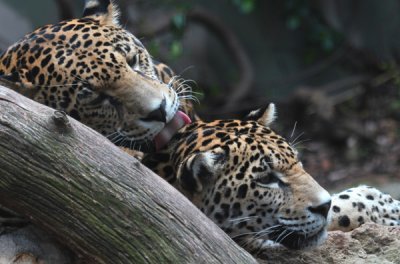 The Montgomery Zoo