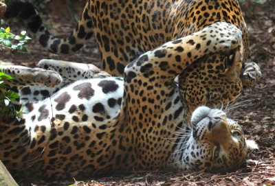 The Montgomery Zoo