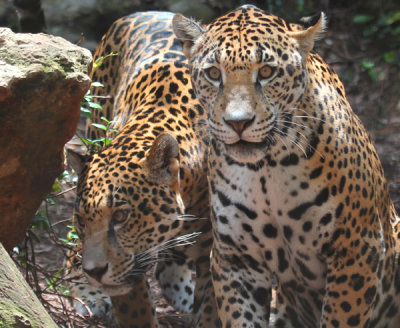 The Montgomery Zoo