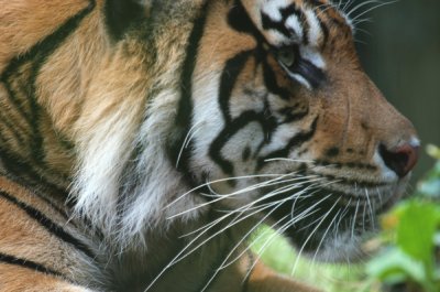 The Montgomery Zoo