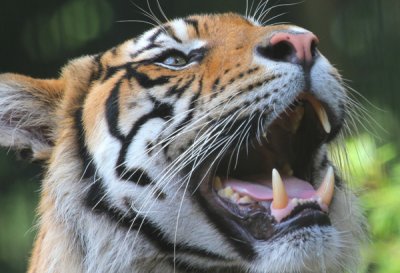 The Montgomery Zoo