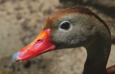 The Montgomery Zoo