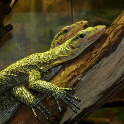The Montgomery Zoo