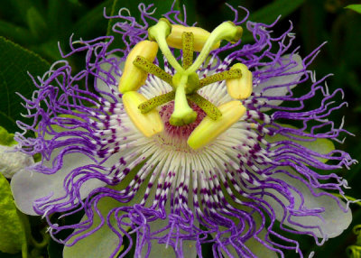 Passion Flower