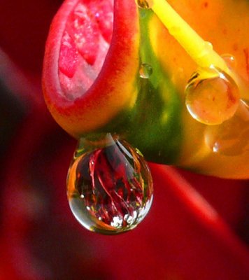 Raindrop!