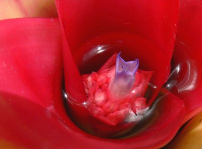 A Flowering Bromeliad...