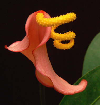 A Sensuous Blossom 
