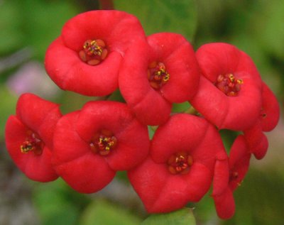 Flowering Crown of Thorns!