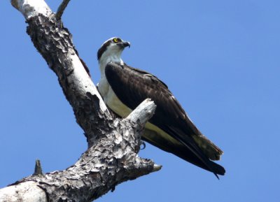 Osprey