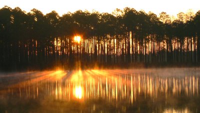 Sunrise Through The Pine Trees