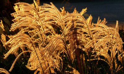 Golden Light on Grass