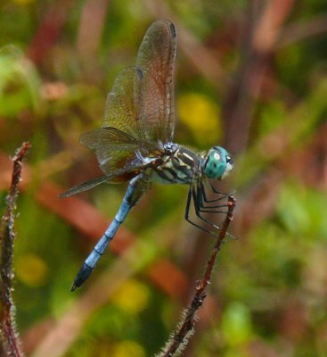 Dragonfly - Blue Dasher