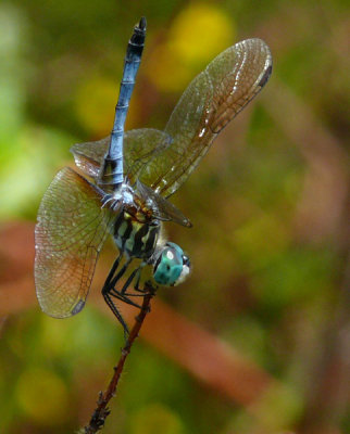 Blue Dasher