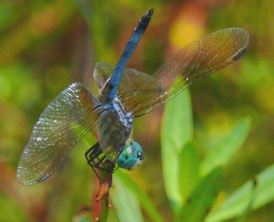 Blue Dasher .... In Obelisking Posture