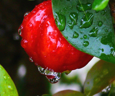 A Wet Hawaiian Cherry!