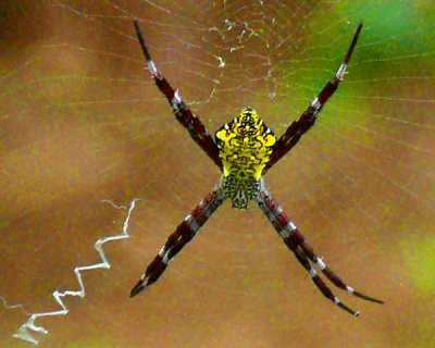 Garden Spider
