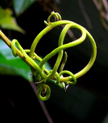 More Vines..