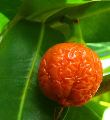 Wrinkled Fruit..