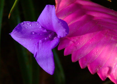 Bromeliad
