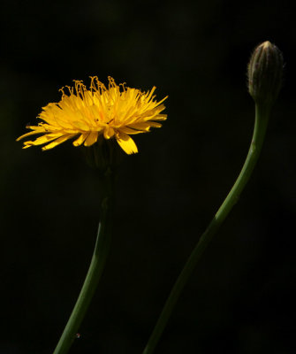 Dandelion