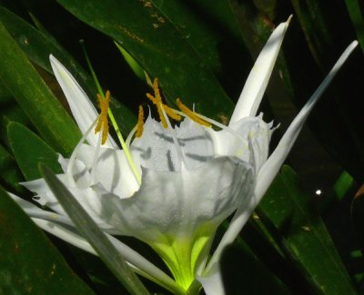 Unfolding Cahaba Lily!
