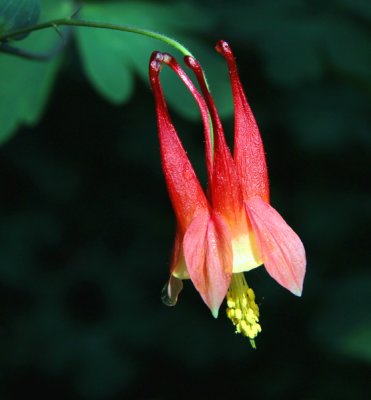 Columbine..