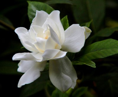 Garden Gardenia..