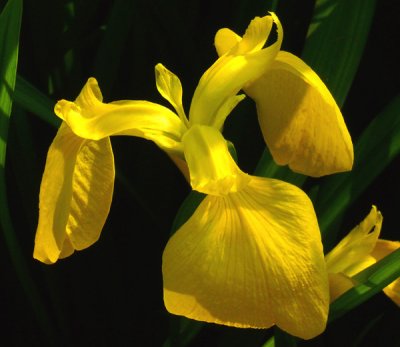 Yellow Iris