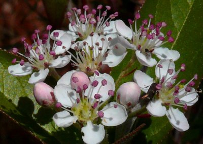 Spring Flowers