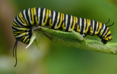 Monarch Caterpillar...