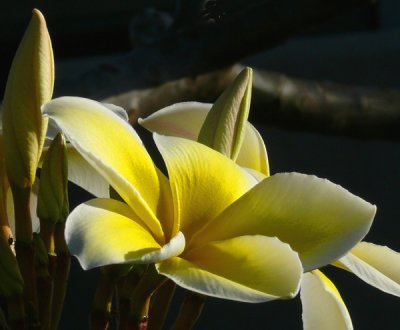 Yellow Flowering Plumeria