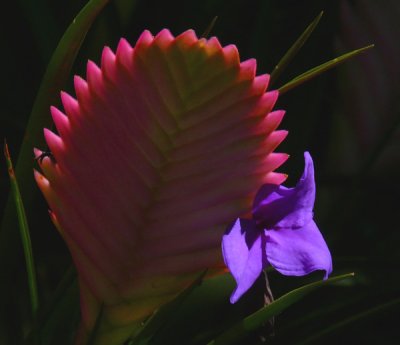 Bromeliad