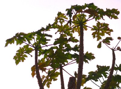 Papaya Leaves..