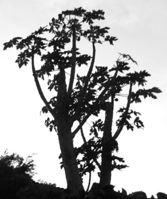 Young Papaya Branches..