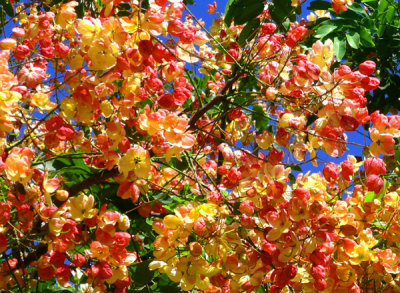Rainbow Shower Tree Blossoms..