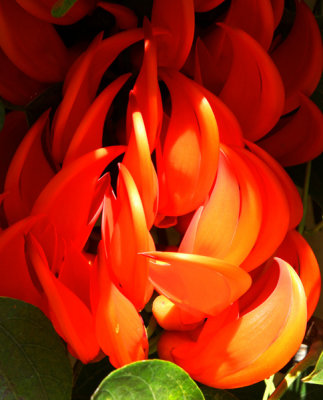Orange Jade Blossoms..