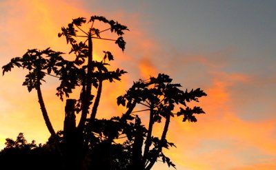 Sunrise Silhouette...