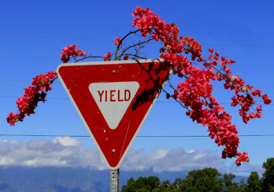 A Sign of Beauty..