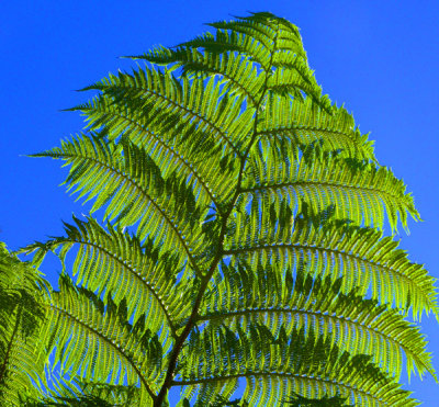 Fern Branch