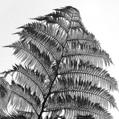 Fern Branch (Black/white)