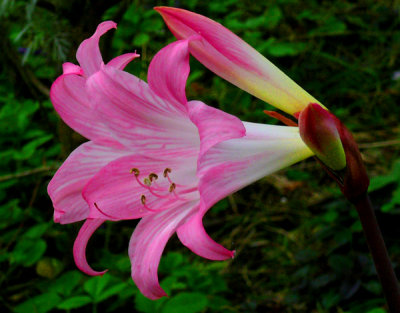 Back-lighted Lily..