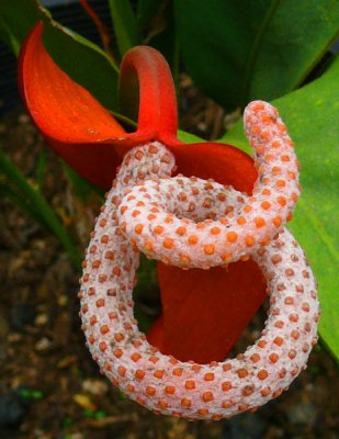 Interesting Blossom..