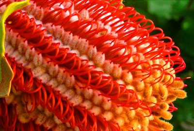 Princess Protea..