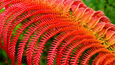 Colorful Fern...