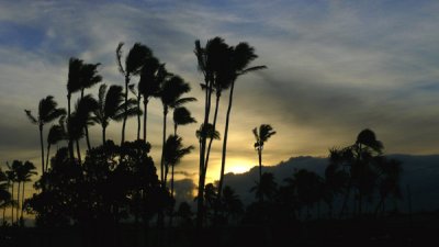Sunrise Among the Waving Coconut Trees..