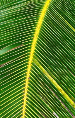 Coconut Leaf