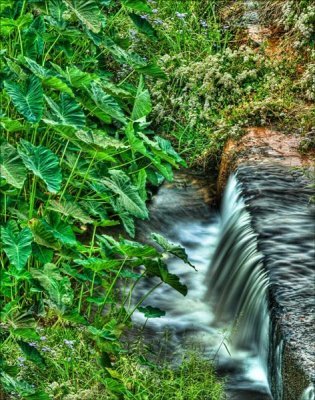 Spillway Overflow Garden